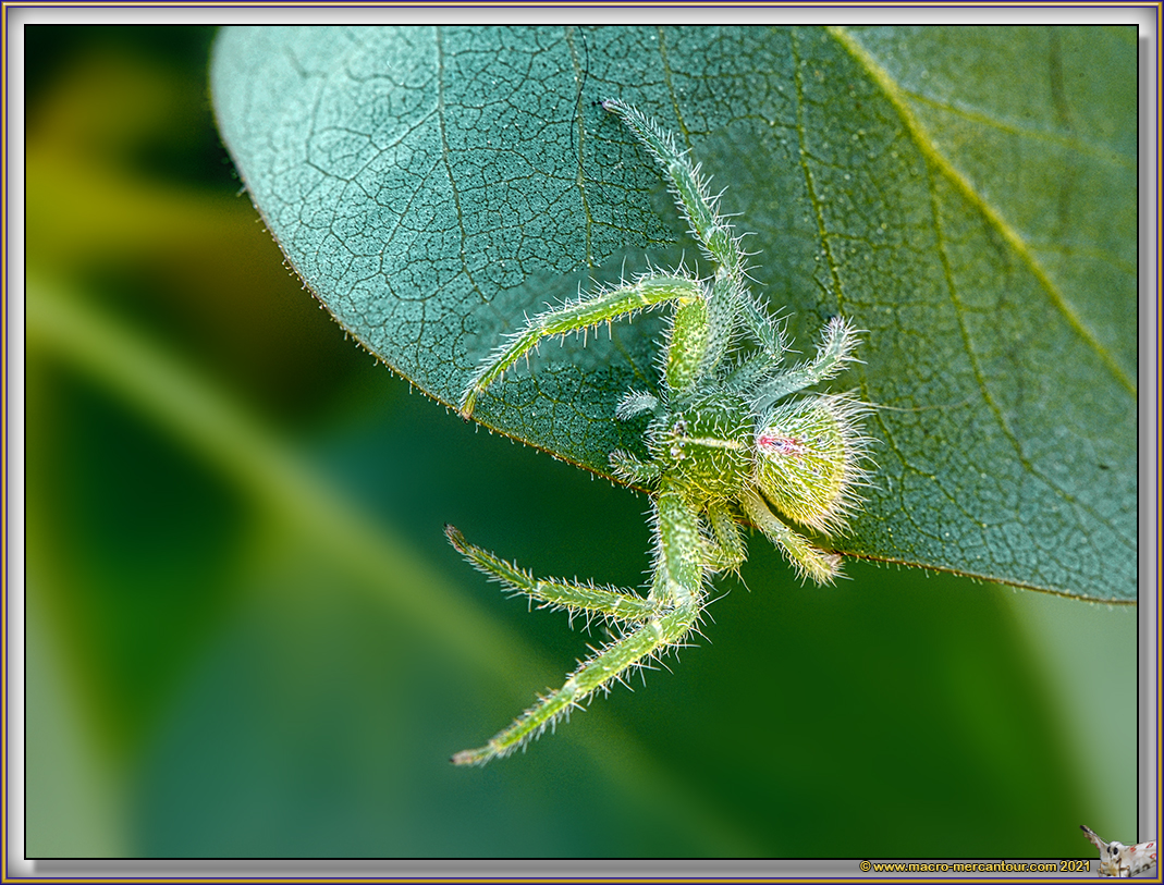 Sparassidae